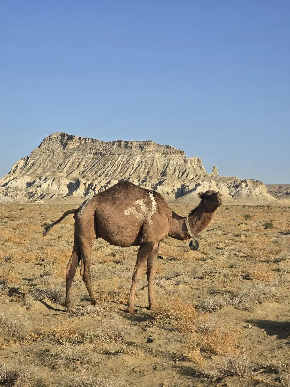 Mangystau desert landscape photo 1