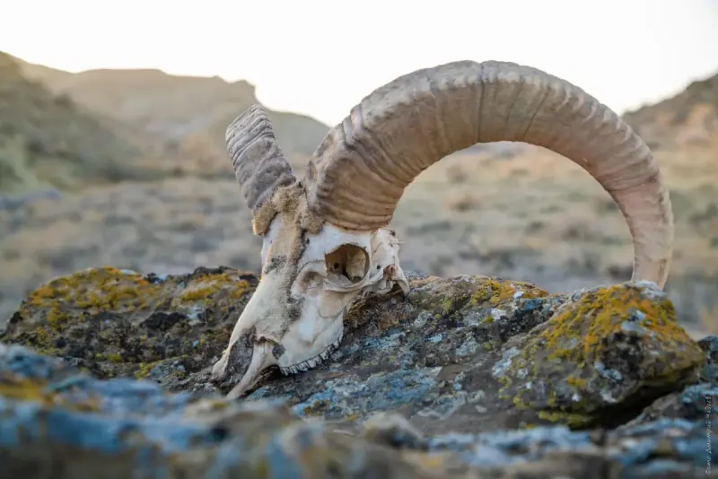 Paleo tours fossil hunting